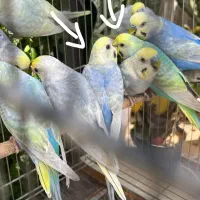 یک جفت مرغ عشق رنگین کمانی بسیار زیبا