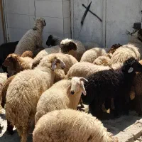 گوسفندگوشتی