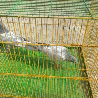 کبوتر پاکستانی(جوجه) بلند پرواز