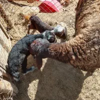 فروش میش همو وهترو