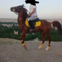 اسب نریان نژاد عرب ترکیه