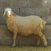 میش شیرازی جوان آبستن