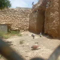 کبوتر