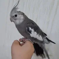 جوجه عروس هلندی