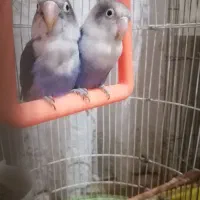 طوطی