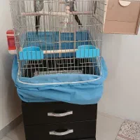 عروس هلندی جفت با قفس بزرگ