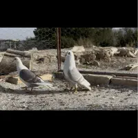 کبوتر|پرنده|شیراز, سلطان آباد|دیوار