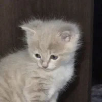 واگذاری گربه فقط به افراد واجد شرایط