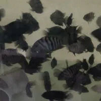 فروش سیچلاید گورخری