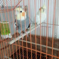 عروس هلندی