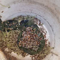 شلتوک بزری یا شلب