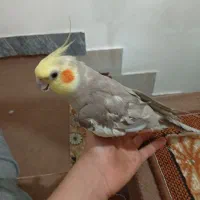 یک جفت عروس هلندی سخنگو