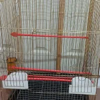 قفس س طبقه بزرگ