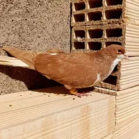 چن عدد رنگه دم سفید ساده سینه