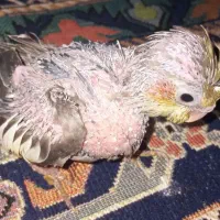 جوجه عروس هلندی طوطی سرلاکی