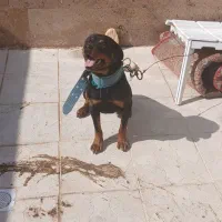 سگ‌جوان‌واگذاری‌‌۱۴ماهه‌نر