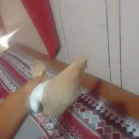 کبوتر