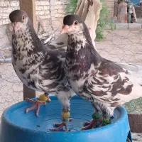 کفتر بی نقص