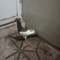 کبوتر|پرنده|مشهد, عامل|دیوار