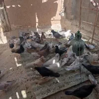 کفترا جون
