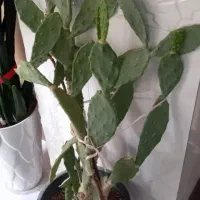 گل کاکتوس