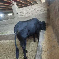 گوساله