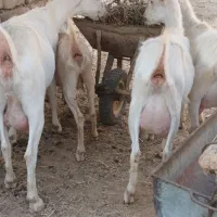 بز  شیری سانن