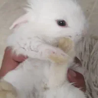 بچه خرگوش لوپ