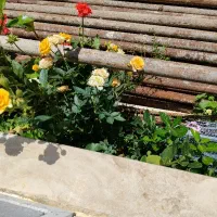 نصب و اجاره داربست و اجرای تخصصی ایزوگام )