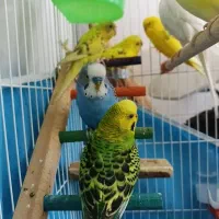 فروش ۱۱ عدد مرغ عشق فقط یکجا