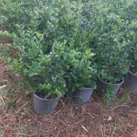 یاس هلندی سطل ۷