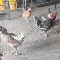 مرغ وجوجه
