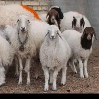 گوسفند زنده
