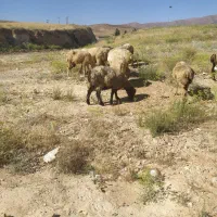 میش داشتی