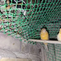 فروش یا معاوضه قناری