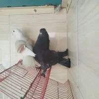 کفتر استفاده