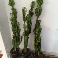 گل و گیاه طبیعی باکیفیت سانسوریاوزامفولیاوپتوس