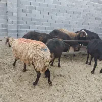 2راس میش زائیده