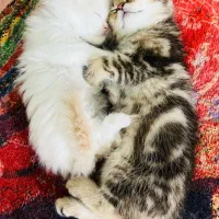 اسکاتیش صورت خرسی