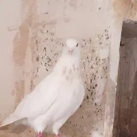 کفتر سفید خالدار