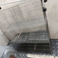 یک عدد جوجه پرون بازاری