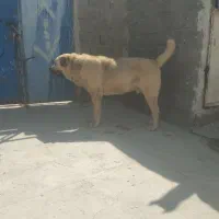 یک سگ خوب