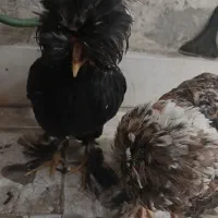 مرغ و خروس سلطان