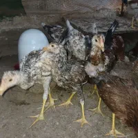 جوجه محلی