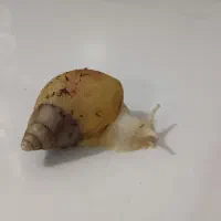 حلزون