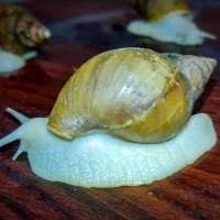 فروش فوری حلزون‌ آچاتینا آلبینو قیمت خیلی پایین