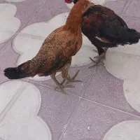 مرغ و خروس