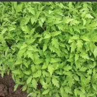 فروش نهال گوجه فلفل و بادمجان دانسته