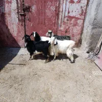 4عدد چپیش نرو ماده برای نگه داشتن وزن 14کیلو