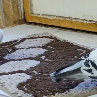 کبوتر شامی